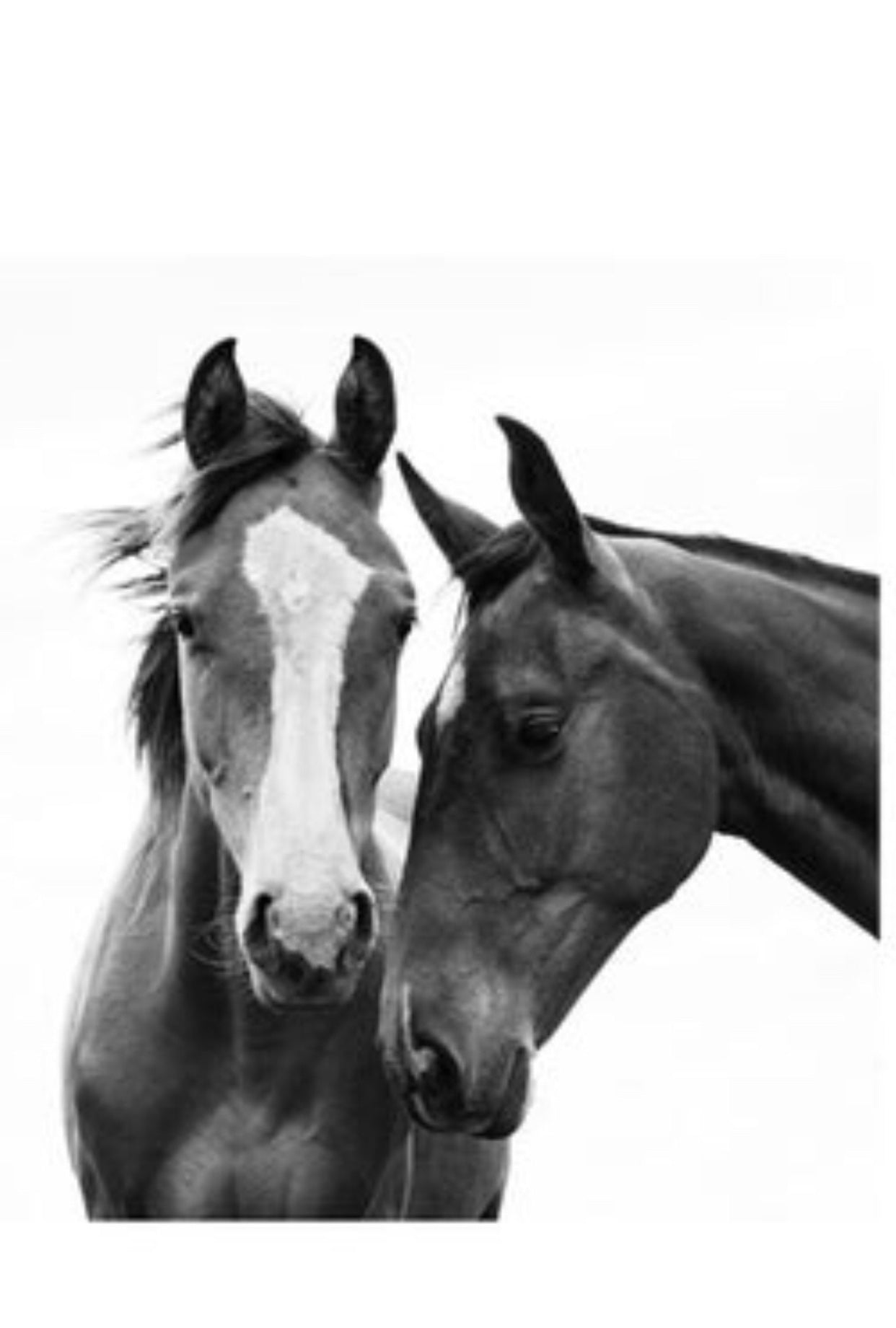 Katie Cowlishaw Two Horses